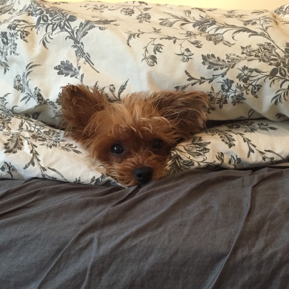 Meet your Posher, Anna